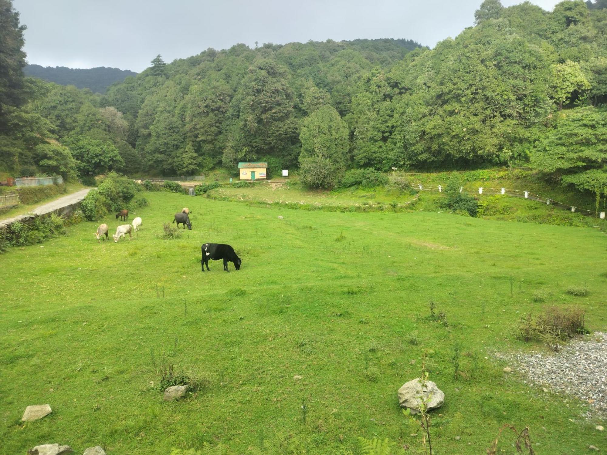 Simba Jungle Lodge, Binsar Wildlife Sanctuary Kültér fotó